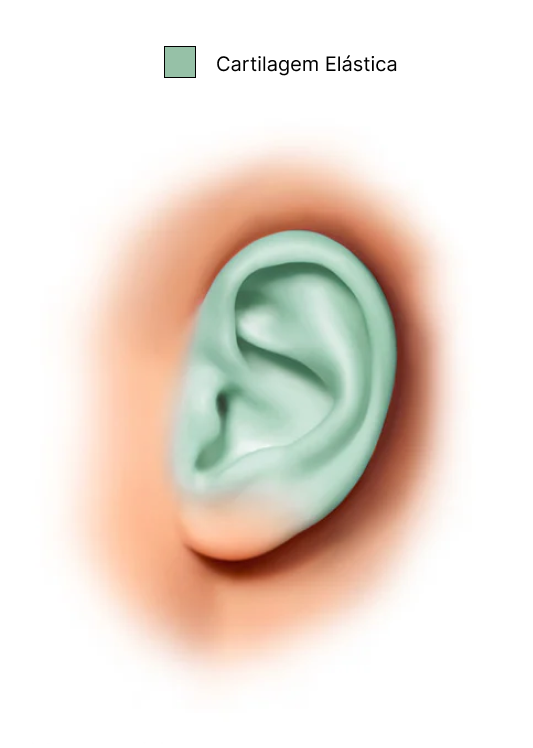 Uma ilustração da anatomia da orelha. Cartilagem auricular é o nome científico do tecido que compõe essa parte da orelha.
Fonte: Clínica Cleveland