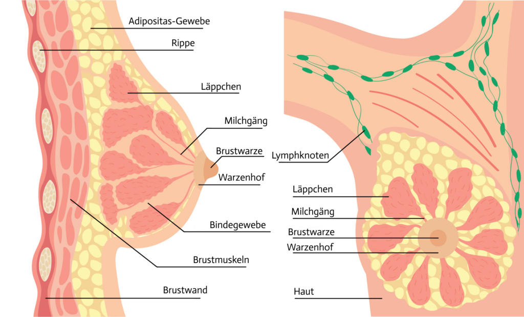 Diese Illustration zeigt die Anatomie der weiblichen Brust
