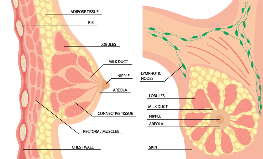 This illustration shows the anatomy of the woman’s breast
