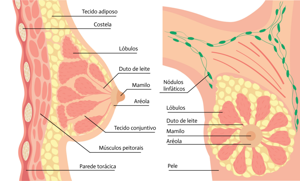 Esta ilustração mostra a anatomia do seio da mulher
